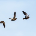 pterocles-orientalis-canaries-fuerteventura-256017F9-9751-48F9-80BB-B7C5E6A4C02E.jpg