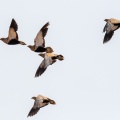 pterocles-orientalis-canaries-fuerteventura-278362E1-D7C2-4E91-8BC3-A1F98F242C01.jpg