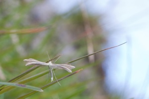 Pterophoridae, sp. indet.