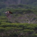 pteropus-niger-mauritius-059CFB26-B620-424E-93E1-B20963A71EAF.jpg