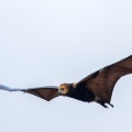 pteropus-niger-mauritius-ACF10D5F-8709-460D-B0E1-96ACA1ED9228.jpg