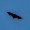 pteropus-vampyrus-indonesia-2EE8BB09-902A-468D-BC5E-1013AAA3A866.jpg