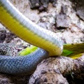 ptyas-mucosa-sri-lanka-D17F056B-E320-4896-AB9C-DD639976CDE5.jpg