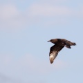 puffinus-pacificus-reunion-B8911D2D-B599-45EA-85DF-16574D66DF3D.jpg