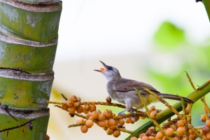 Pycnonotus goiavier (Bulbul goiavier)