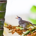 pycnonotus-goiavier-vietnam-4D7F487C-D7D5-4940-A718-769944464C7A.jpg