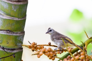 Pycnonotus goiavier (Bulbul goiavier)