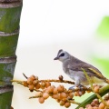 pycnonotus-goiavier-vietnam-C002621A-B24A-47F4-932A-71AF94B5042D.jpg