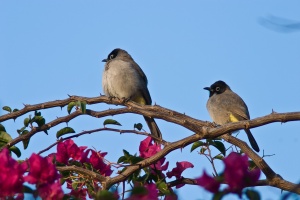 Pycnonotus xanthopygos (Bulbul d'Arabie)