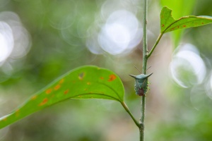 Pygoplatys, sp. indet.