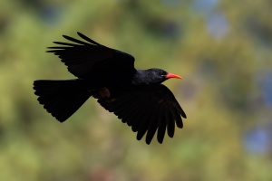 Pyrrhocorax pyrrhocorax (Crave à bec rouge)