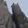 pyrrhocorax-pyrrhocorax-italy-82BCD09A-4D66-11DC-8A96-000A95CA2156.jpg