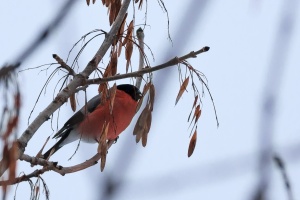 Pyrrhula Pyrrhula (Bouvreuil pivoine)