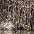 rallus-aquaticus-switzerland-8C0639B5-4211-40CE-A0B8-03F93A4040B3.jpg