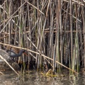 rallus-aquaticus-switzerland-E559CB92-C87F-4BD7-AD5C-659F4FE23D9D.jpg