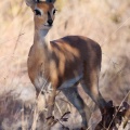 raphicerus-campestris-namibia-52A3D2B1-EB9B-489E-B61E-11BB7C856D47.jpg