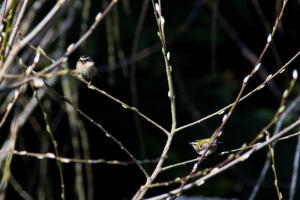Regulus ignicapillus (Roitelet à triple bandeau)