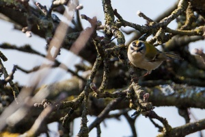 Regulus ignicapillus (Roitelet à triple bandeau)