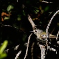 regulus-regulus-canaries-la-palma-5C4364FD-8684-470A-A192-E44176DBBDD1.jpg