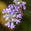 rhingia-sp-indet-switzerland-3787E550-9EDB-4AD9-BF8B-D4901AB2CDCD.jpg