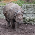 rhinoceros-unicornis-switzerland-0241B225-1557-468E-87AE-3A5AC2DF0313.jpg
