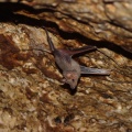 rhinopomma-hardtwickii-saudi-arabia-C91C9D18-85A8-11DC-8229-000A95CA2156.jpg