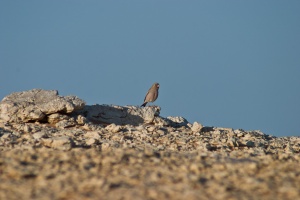 Rhodopechys githagineus (Roselin githagine)