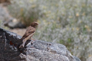 Rhodopechys githagineus (Roselin githagine)
