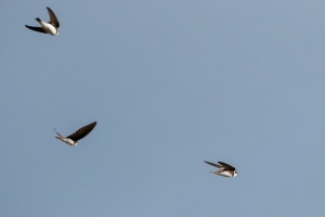 Riparia riparia (Hirondelle de rivage)