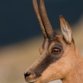 rupicapra-pyrenaica-italy-81A24FD2-4D66-11DC-8A96-000A95CA2156.jpg