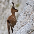 rupicapra-pyrenaica-italy-8A62B59F-4D66-11DC-8A96-000A95CA2156.jpg