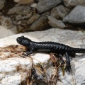 salamandra-atra-switzerland-A59D670B-F64B-43EB-A604-FAD1AF3BBFD8.jpg