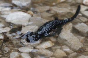 Salamandra atra (Salamandre noire)