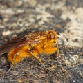 scatophaga-stercoraria-switzerland-834B7888-FCA9-4779-8F3C-81B1636D4387.jpg