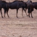 sciurus-inauris-botswana-982CFE58-DC10-4407-9D7A-B930C9E23947.jpg