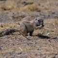 sciurus-inauris-namibia-1E050612-F3AB-4CA8-BC9D-46F149B91B8F.jpg