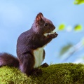 sciurus-vulgaris-switzerland-6A8887E7-2FAE-4A19-BD9E-54926D157B86.jpg
