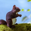 sciurus-vulgaris-switzerland-9BD1A6E1-9A84-4C80-8706-CEF211A0EC60.jpg