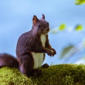 sciurus-vulgaris-switzerland-FA9951B9-BA87-4719-B7EE-9C82023B7AEC.jpg