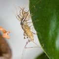 scutigera-coleoptrata-switzerland-D8154734-4AF0-43EC-AEE7-3884C24B2774.jpg