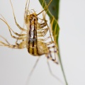 scutigera-coleoptrata-switzerland-E4B784D3-44B1-4D94-8FC1-250DFE2858A4.jpg