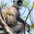 semnopithecus-priam-sri-lanka-54A62E3F-BFD1-490A-8A7E-37F5E70C1D19.jpg
