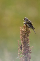 Serinus citrinella (Venturon montagnard)