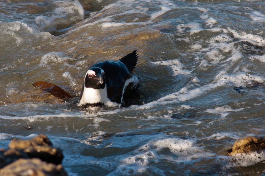 spheniscus-demersus-south-africa-3ED9468F-D224-41B1-A115-65C3C48A05CF.jpg