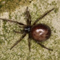 steatoda-grossa-switzerland-F1359018-A581-48FA-9261-93282B6E565B.jpg