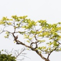 streptopelia-semitorquata-gabon-C066FC78-B7EB-4C6D-A16F-605A96057CE7.jpg