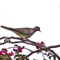 streptopelia-senegalensis-saudi-arabia-D95DB998-49F6-11DC-AE28-000A95CA2156.jpg