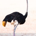 struthio-camelus-botswana-F667BE36-0620-4A54-9AB8-6626B318D272.jpg