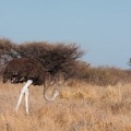 struthio-camelus-namibia-2766E510-0EAC-4D30-8CC7-2CC7FD67D4AC.jpg
