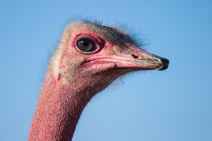 Struthio camelus (Autruche d'Afrique)